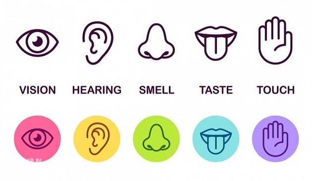 What Are Your 5 Senses Called