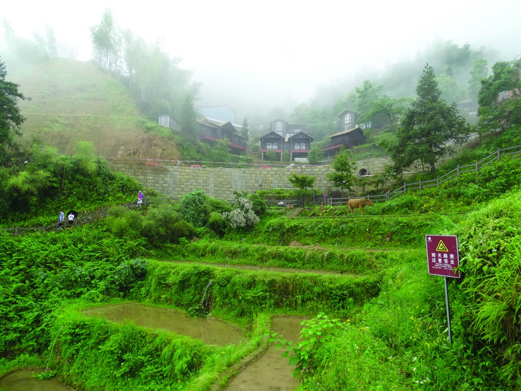 ↑雲和梯田有許多民宿林立