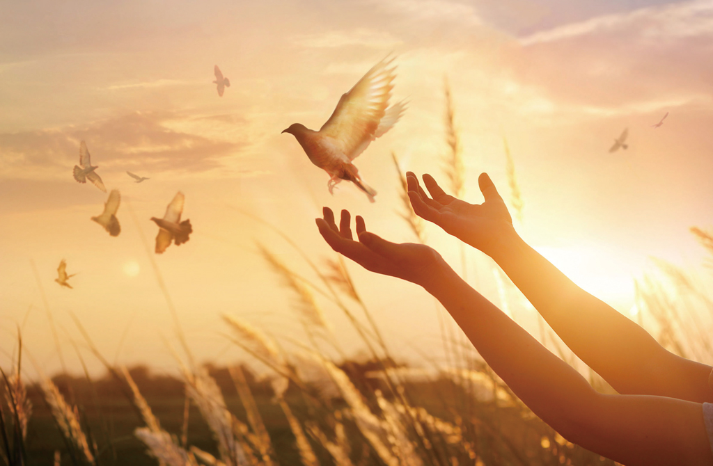 Woman praying and free bird enjoying nature on sunset background