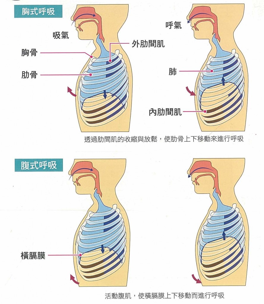 （圖片由作者提供）