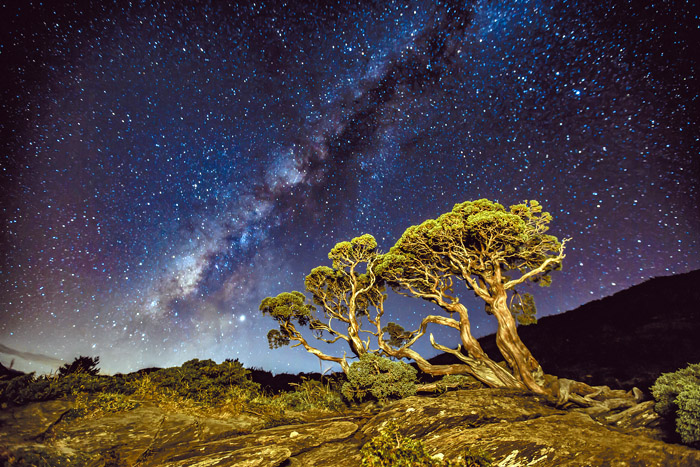 合歡山老樹加星空。