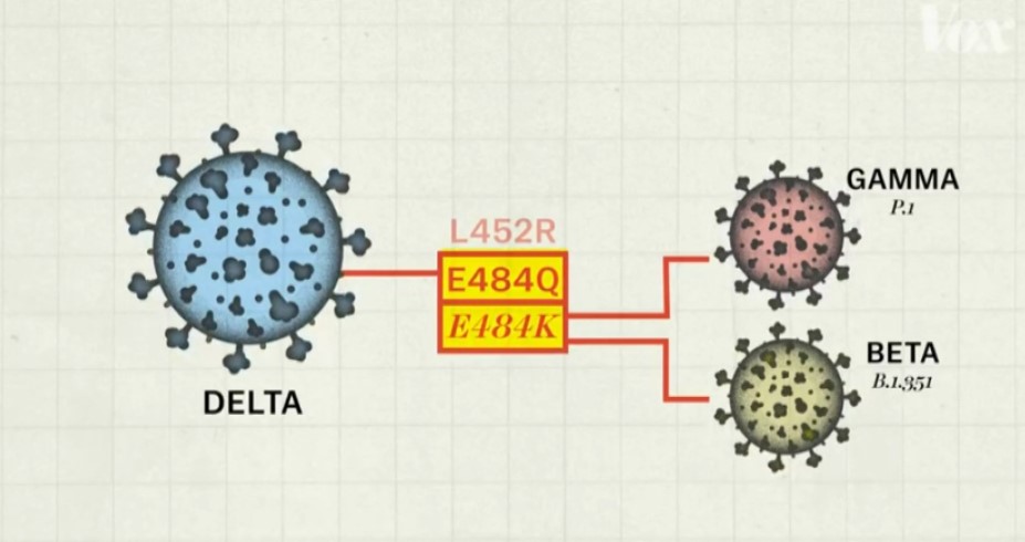 病毒突變，其中最厲害的Delta病毒與其他變種病毒不同。(截取https://www.wgrz.com/article/news/health/coronavirus/covid-delta-variant/507-931750cf-384f-4d3b-a2de-cf0dffd5d9f3）