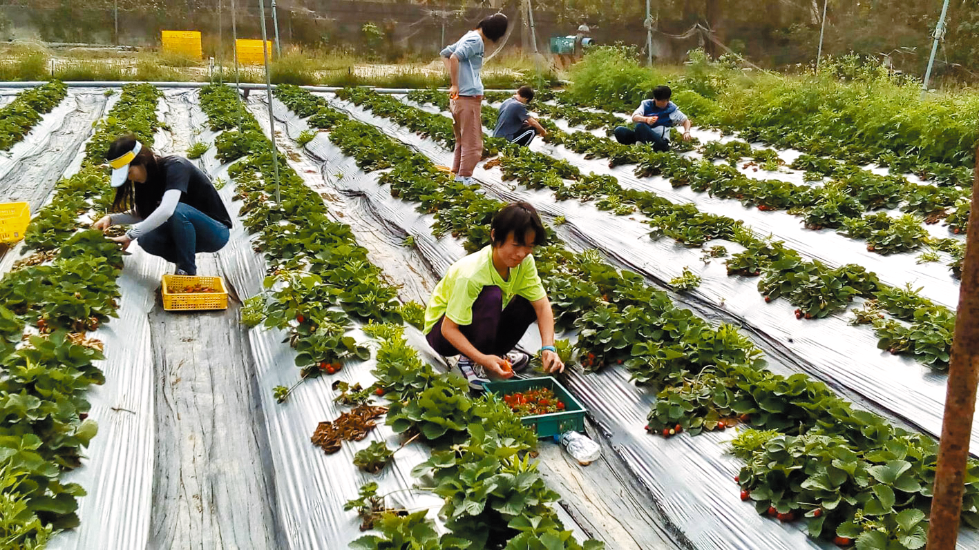 讓社會邊緣人自立更生的菜園、果園。(圖均為受訪者提供)