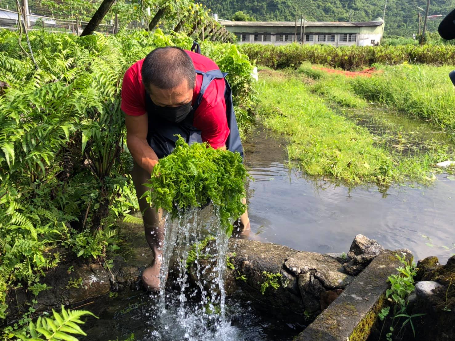 種植過貓菜蔬的有機小農。(圖／受訪者提供)