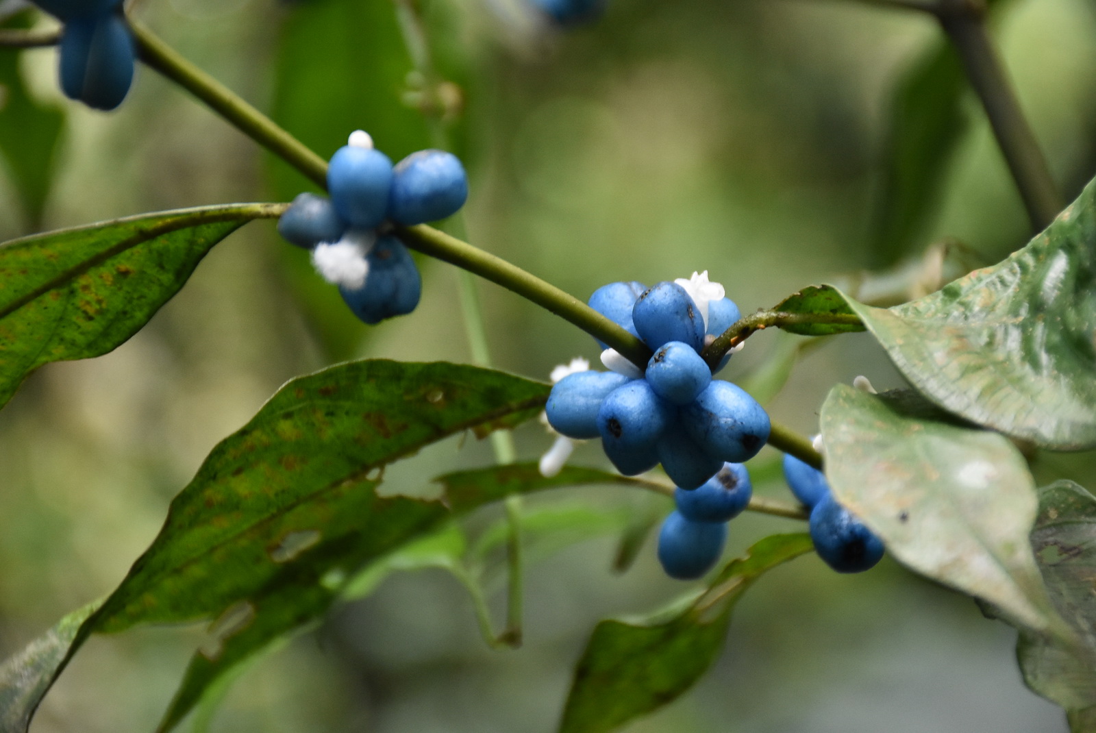 古道上發現琉球雞屎樹的果實。圖片來源：Flickr ／ king.f ／ CC）