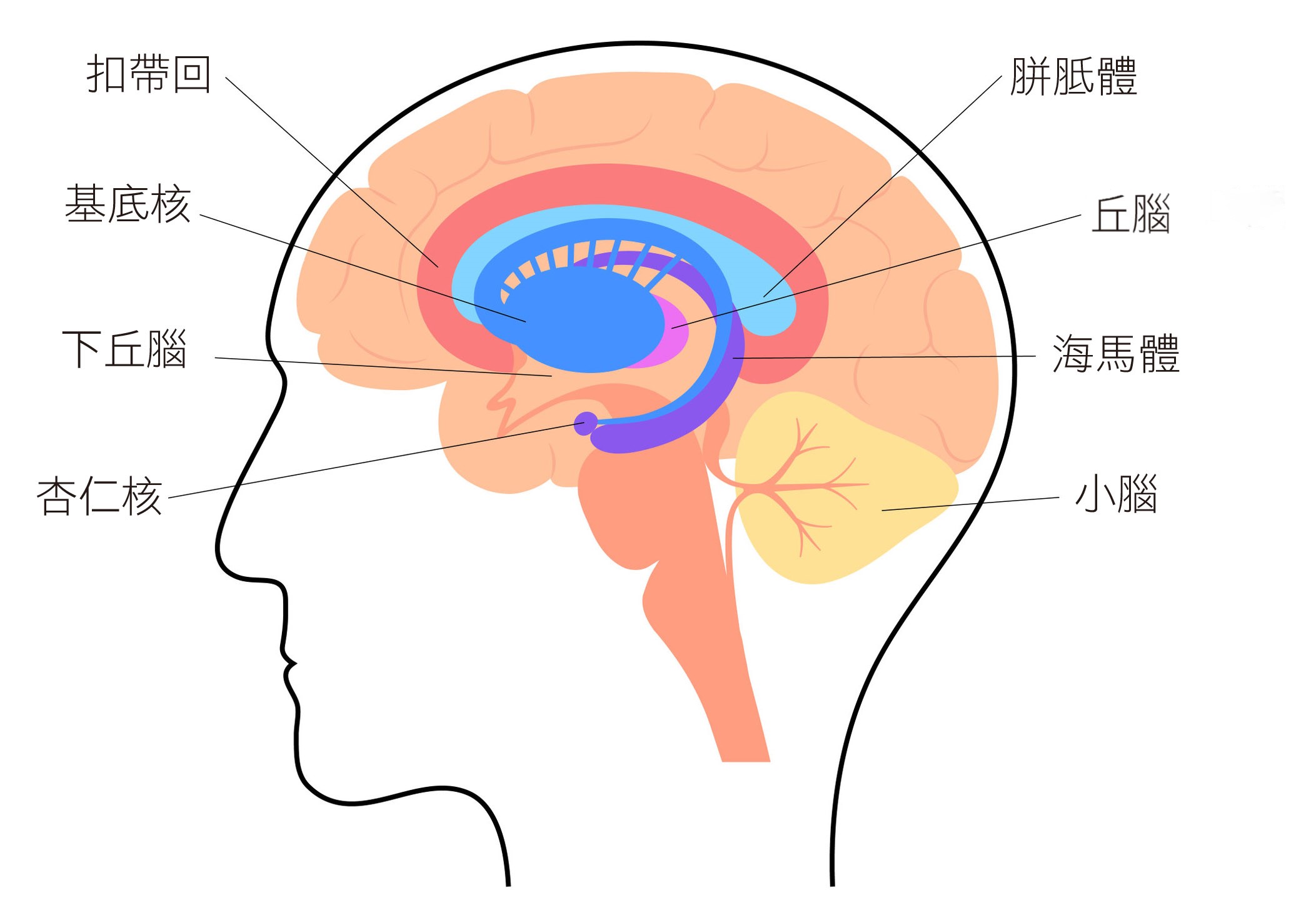 大腦的邊緣系統（Limbic system）。