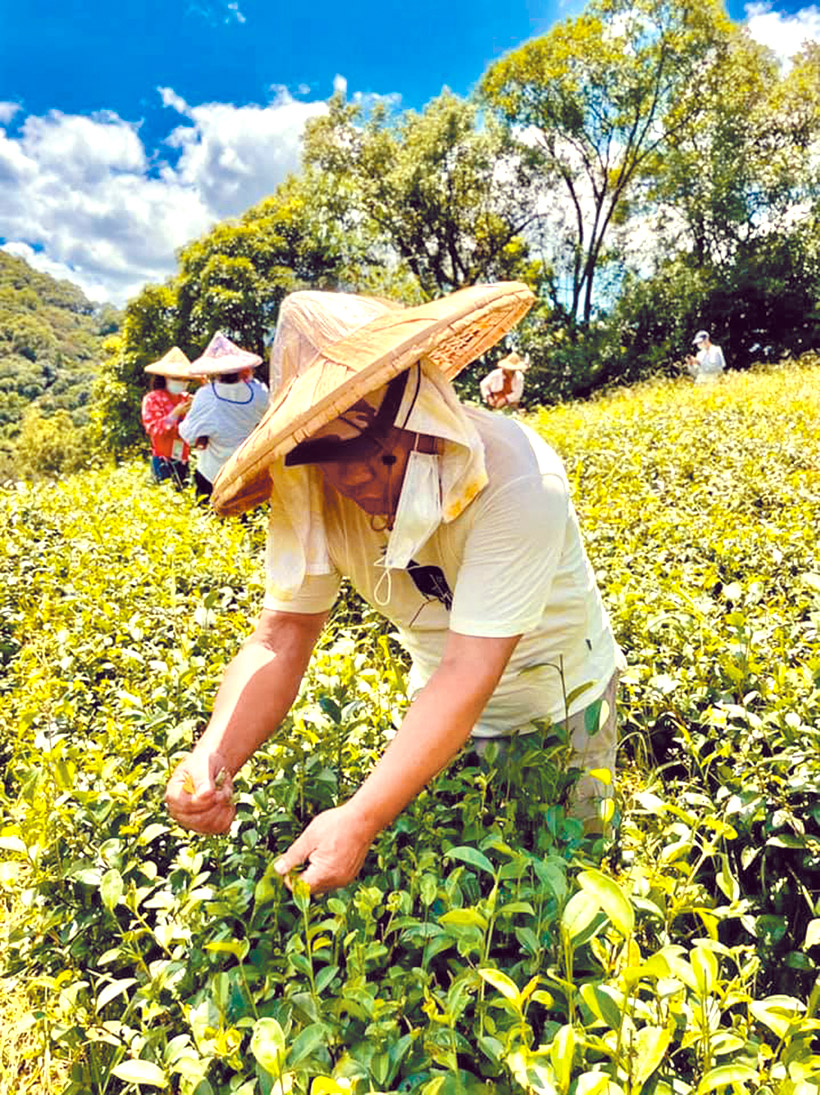 有機茶園恢復生態鏈。