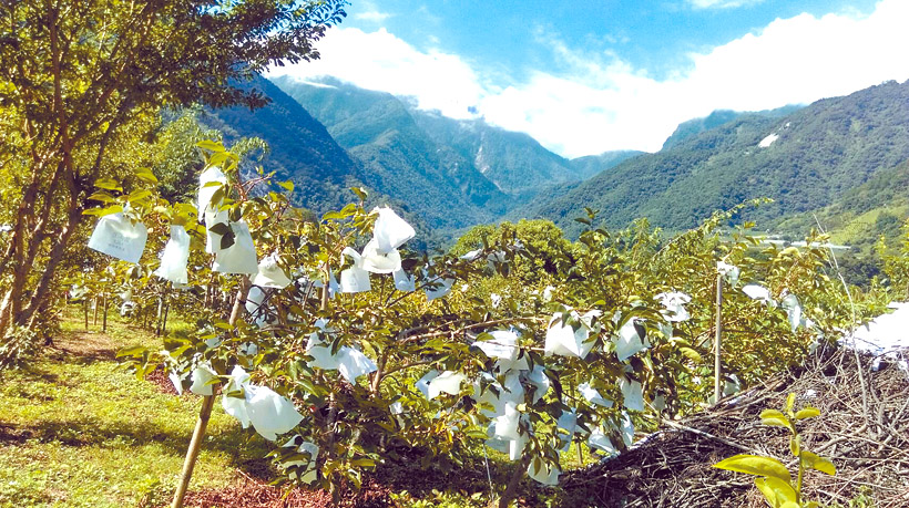 在好山好水中成長的水果香氣濃郁。（圖／受訪者提供）