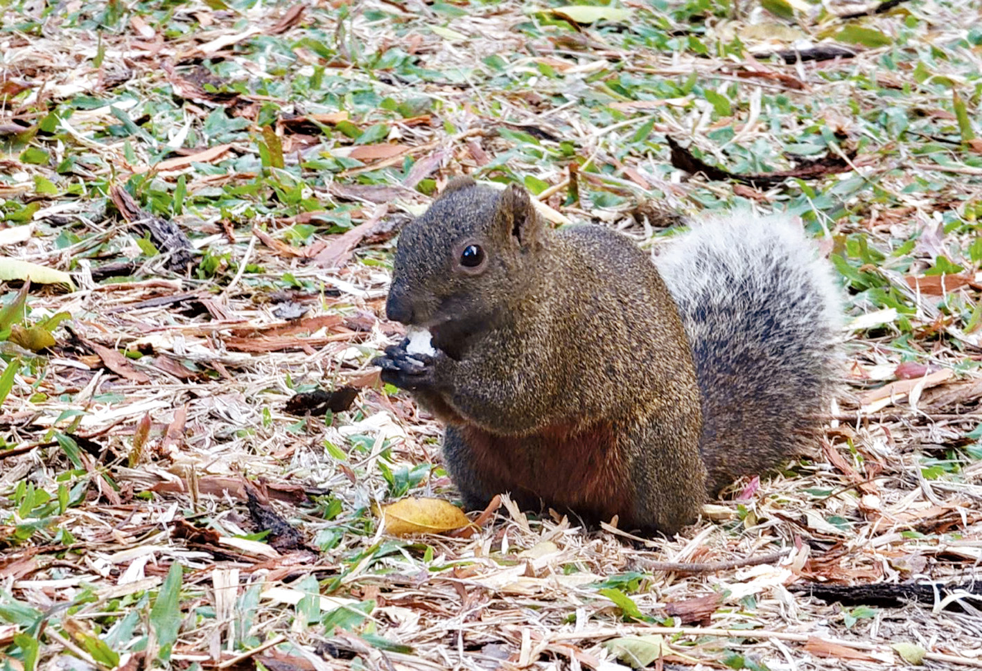 公園可以看見松鼠在覓食。（圖／賴主教提供）