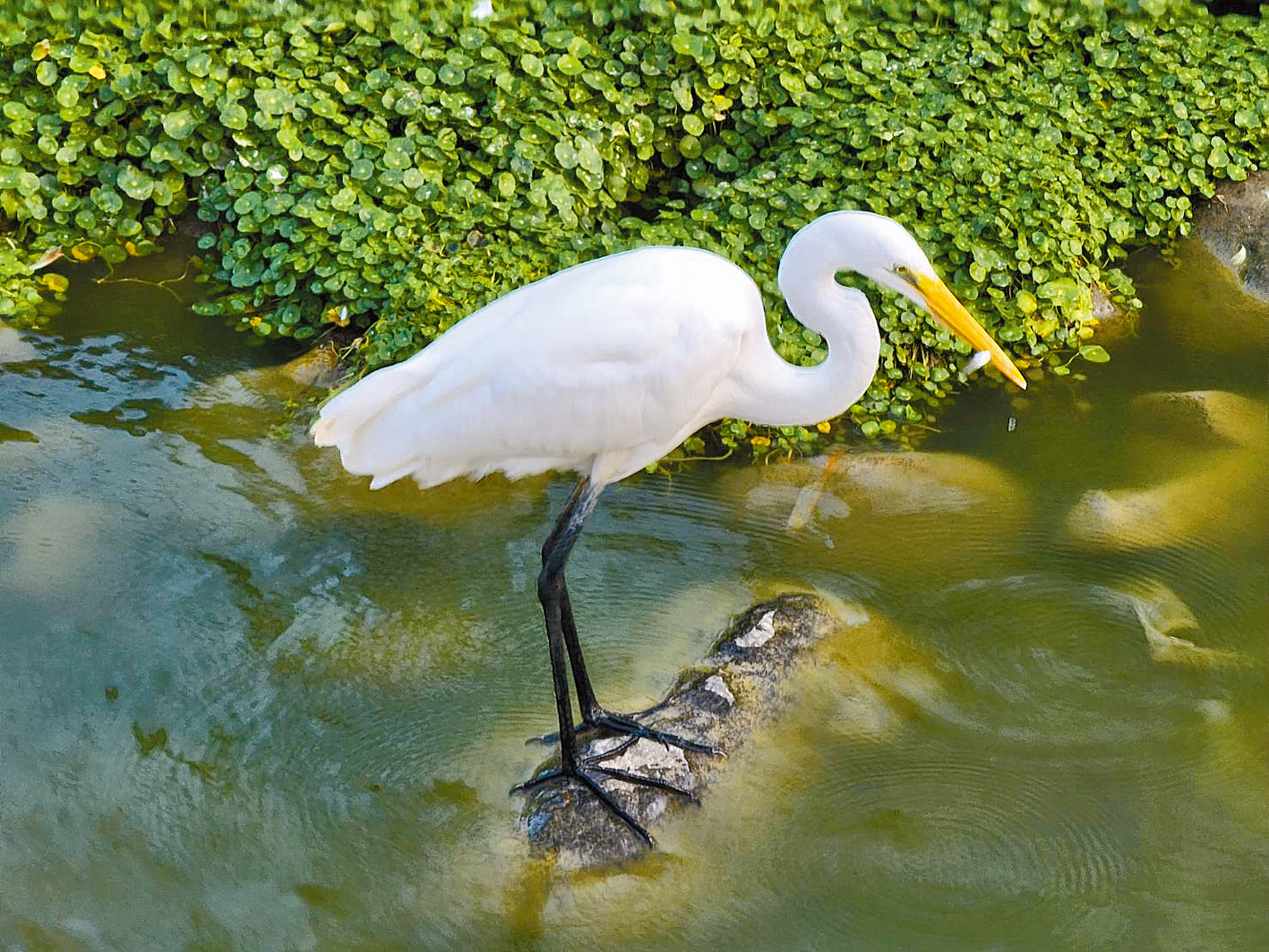 公園湖邊可以看見白鷺鷥（圖／賴主教提供）