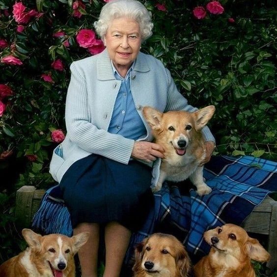女王一生飼養過三十多隻柯基犬。（圖／翻攝自FB@britishmonarchyblog）