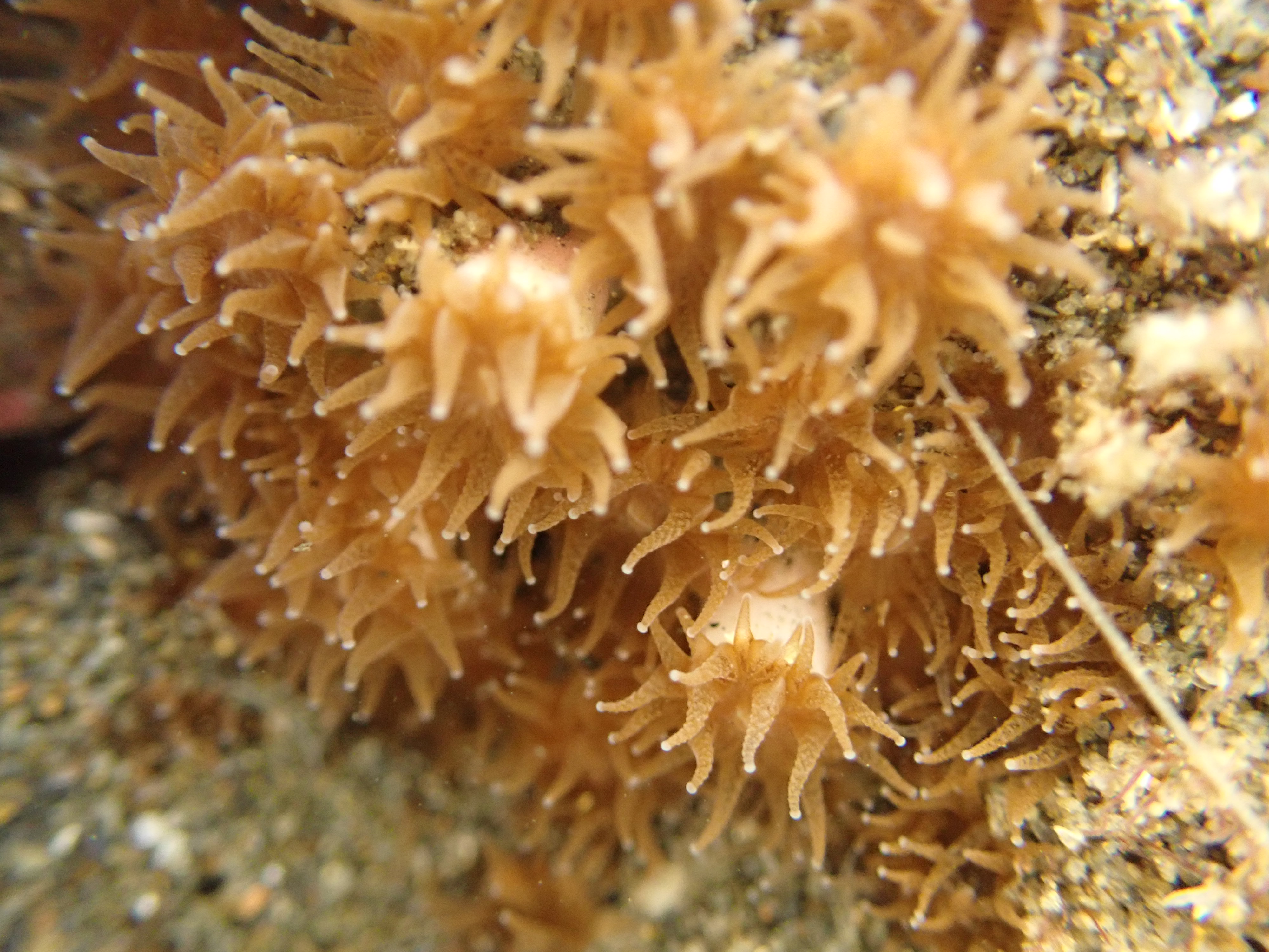 柴山多杯珊瑚（受訪者提供）