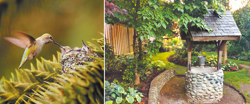 祕密花園別有洞天，左圖為蜂鳥育雛。（翻攝自FB@The Secret Garden of Boundary Bay)