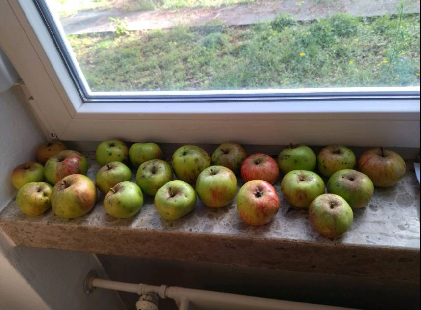 Sasha在去教會路上拿到的3公斤新鮮有機蘋果