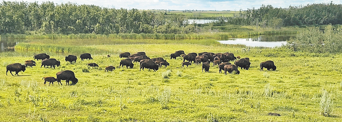 美洲野牛（Bisons）（作者攝影）