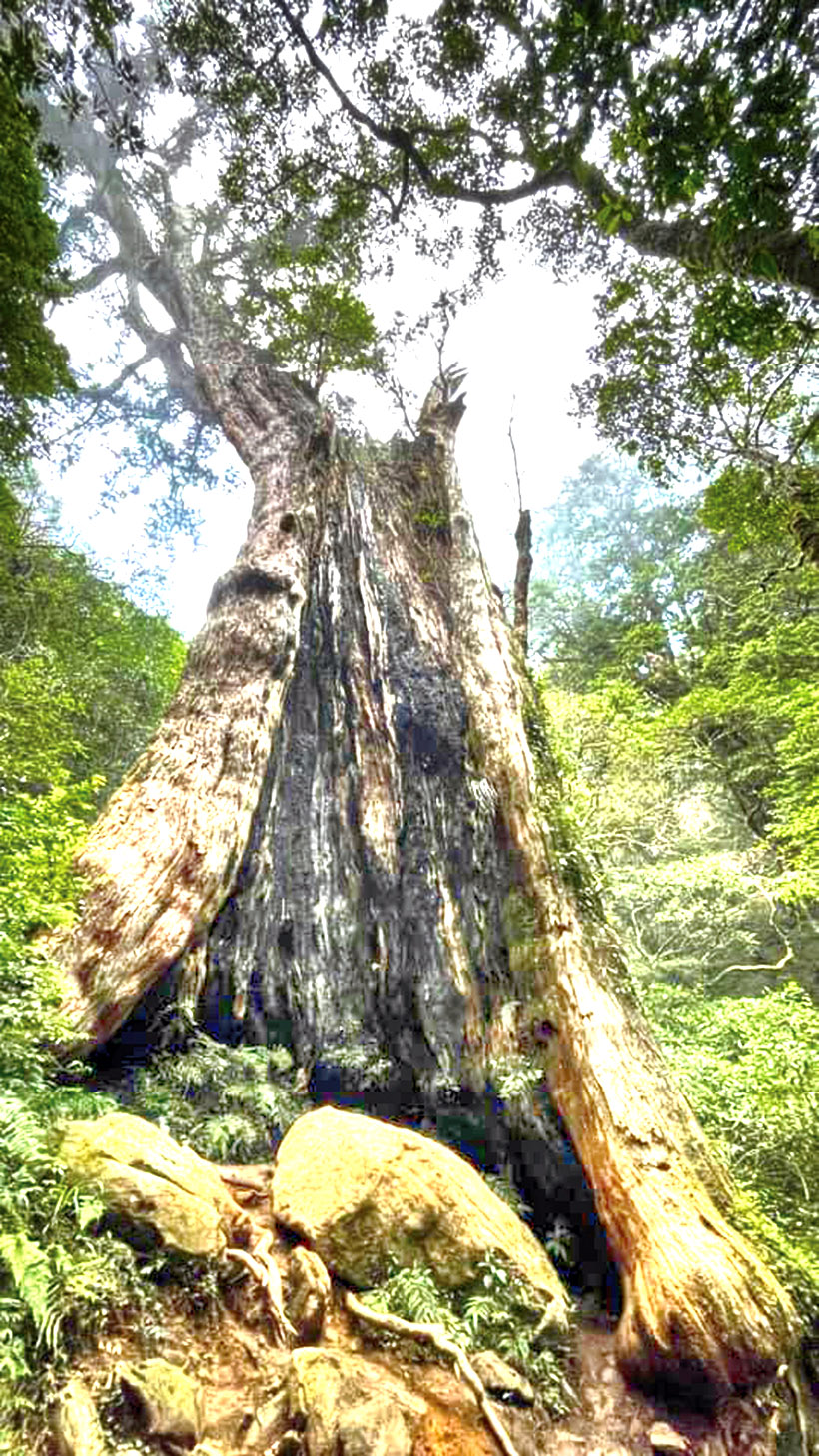 北得拉曼具有2000多年的巨木。（圖/竹縣好好玩官方IG @hchgfun_pipilion）