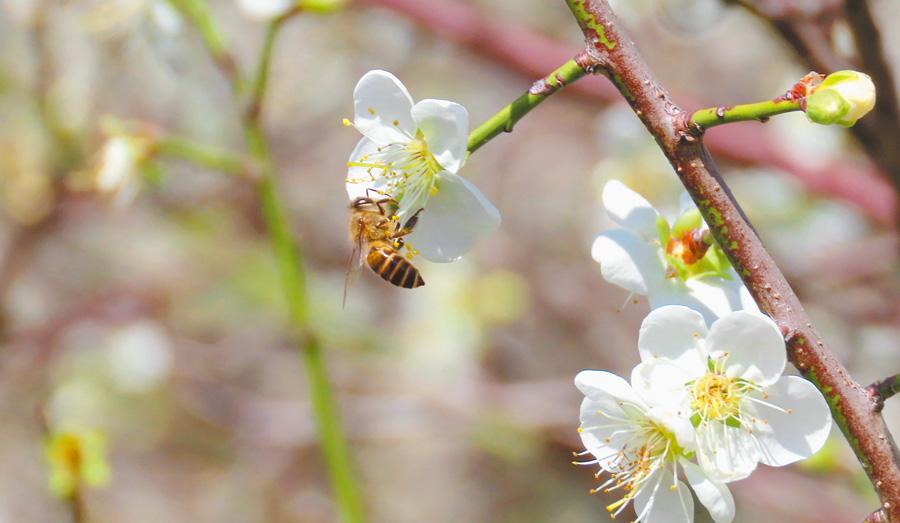 賞梅花得聞清幽香氣，也欣賞蜜蜂殷勤做工。（作者攝影）