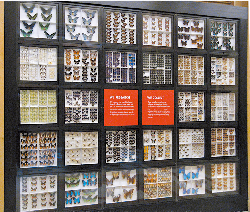 卡內基博物館的蝴蝶標本收藏豐富。（照片來源：維基，Cbaile19攝影）