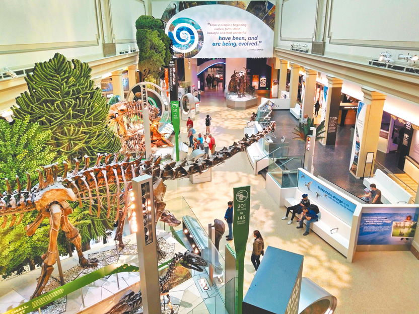史密森國立自然史博物館展示的梁龍化石。（作者攝影）