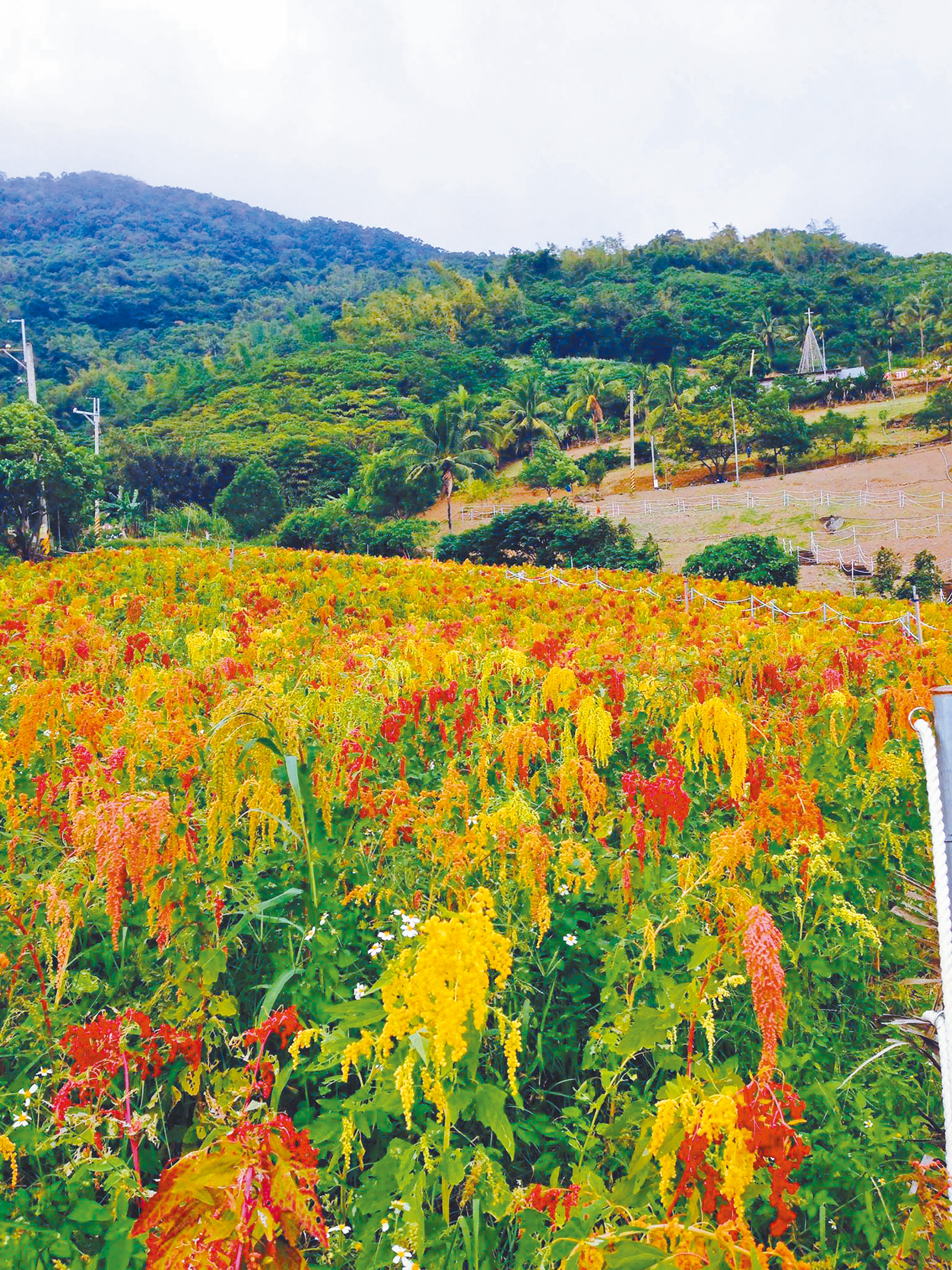 拉勞蘭部落種植的紅藜田。（圖／拉勞蘭有機小米工坊臉書）