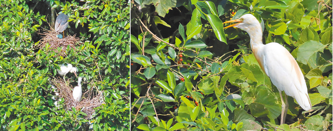 左圖：樹上的鳥巢和幼鳥鳥蛋清晰可見。右圖：牛背鷺在溪邊安心覓食。（作者攝影）