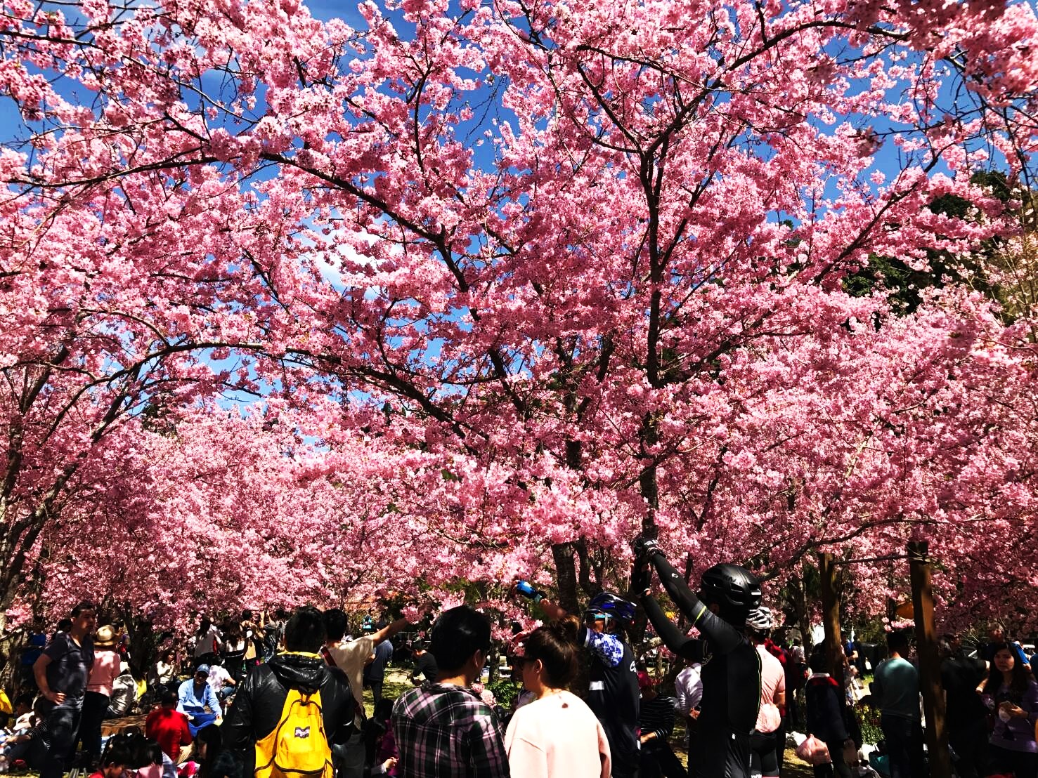 復興鄉上巴陵櫻花季盛開的櫻花。（桃園市政府風景區管理處提供）
