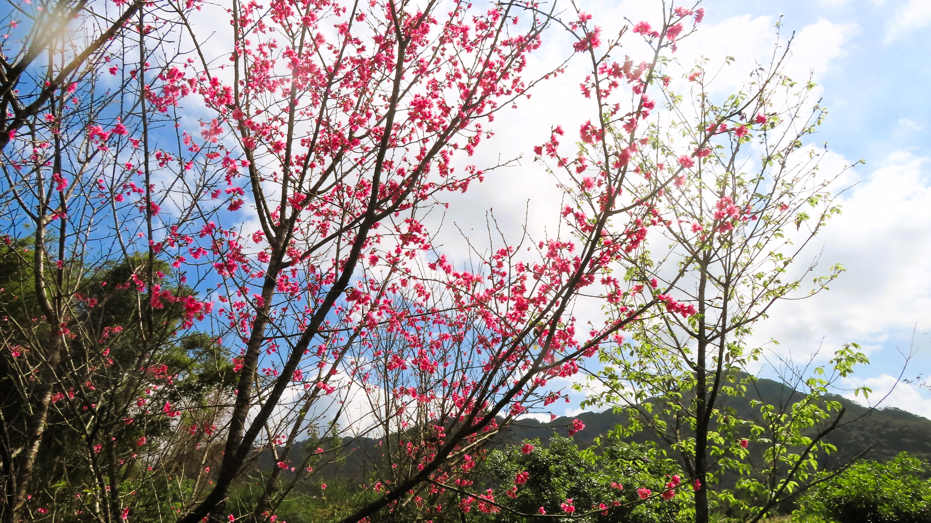 雙溪魚行仔路正盛開的山櫻花（梁敬彥攝影）
