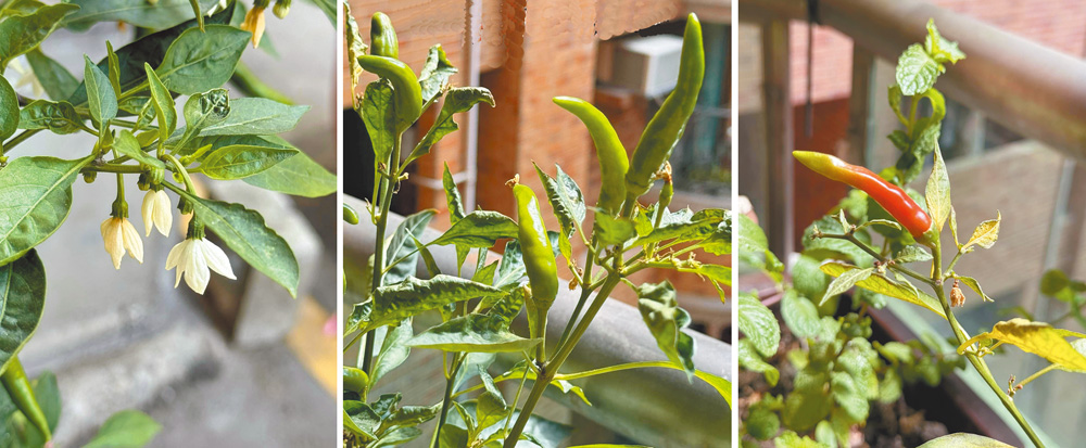 阿蒂栽種的辣椒從種子到綠苗，接著開花結果。（作者提供）