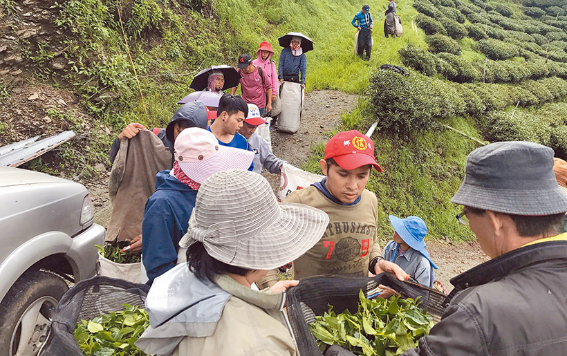 堅持種植有機茶，雖耗費成本大，但從長久自然環境保護來看，是值得的。