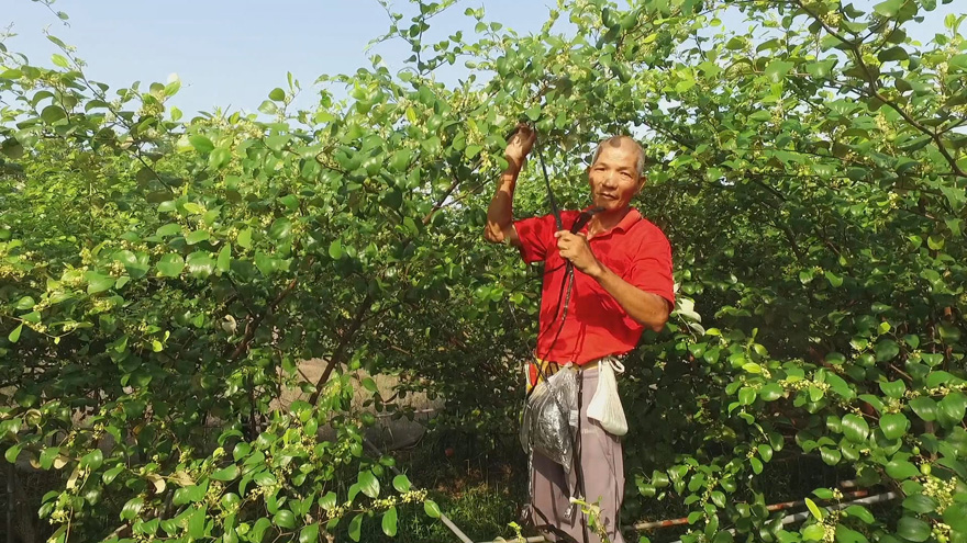 安和哥種植有機蜜棗。