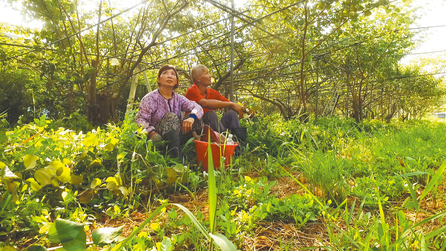 安和哥夫妻以尊重生態的方式種植有機蜜棗，然而也遭遇後繼無人的困境。